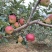 四川盐源噶啦🍎、华硕大量订货中