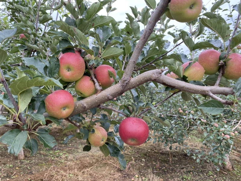 四川盐源噶啦🍎、华硕大量订货中