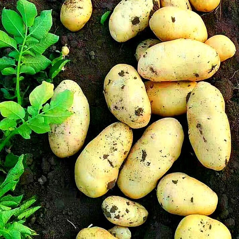 荷兰15土豆，山东枣庄几百亩种植基地，量大从优，保证品质
