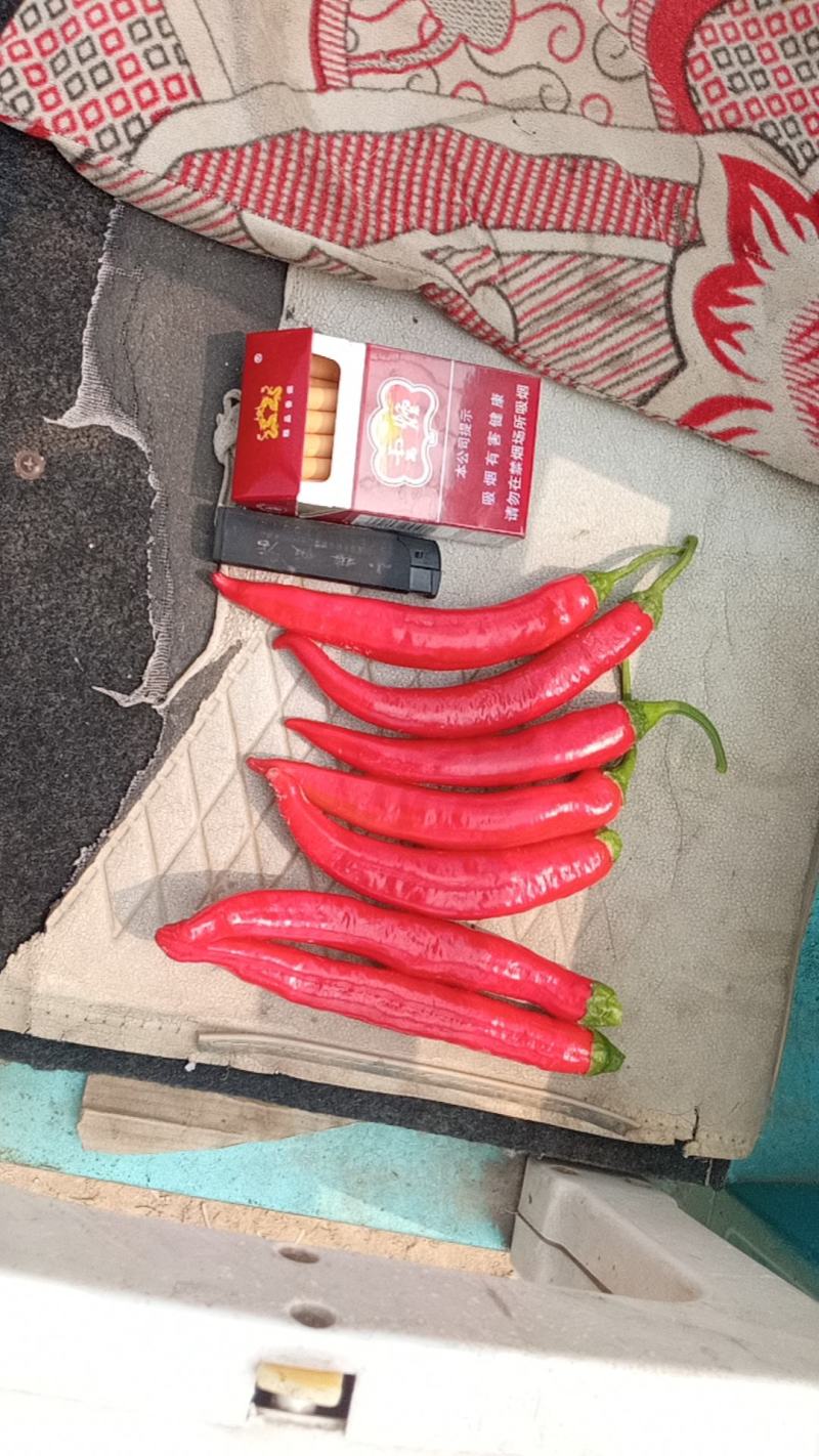 大量红杭椒上市