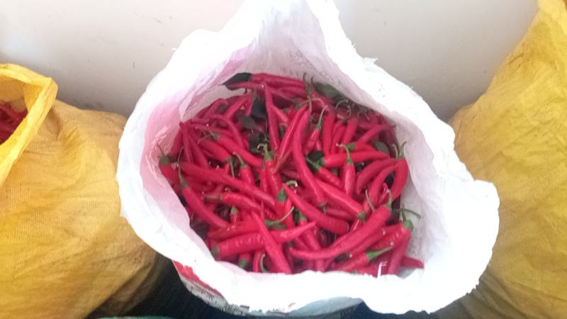 大量红杭椒上市