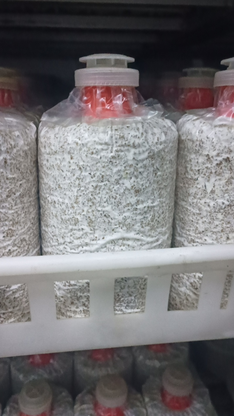秀珍菇菌种培育完成到手既可以出菇的菌种，先到先得