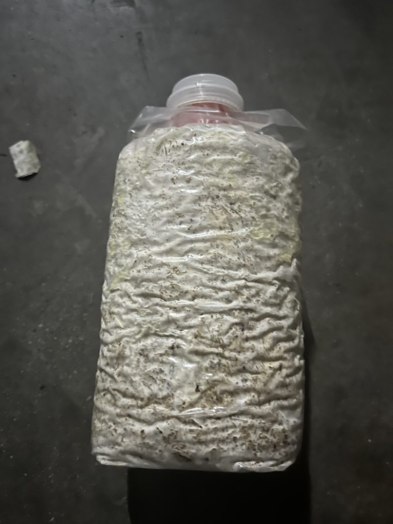 秀珍菇菌种培育完成到手既可以出菇的菌种，先到先得
