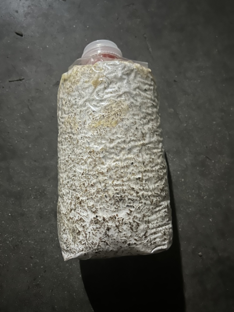 秀珍菇菌种培育完成到手既可以出菇的菌种，先到先得