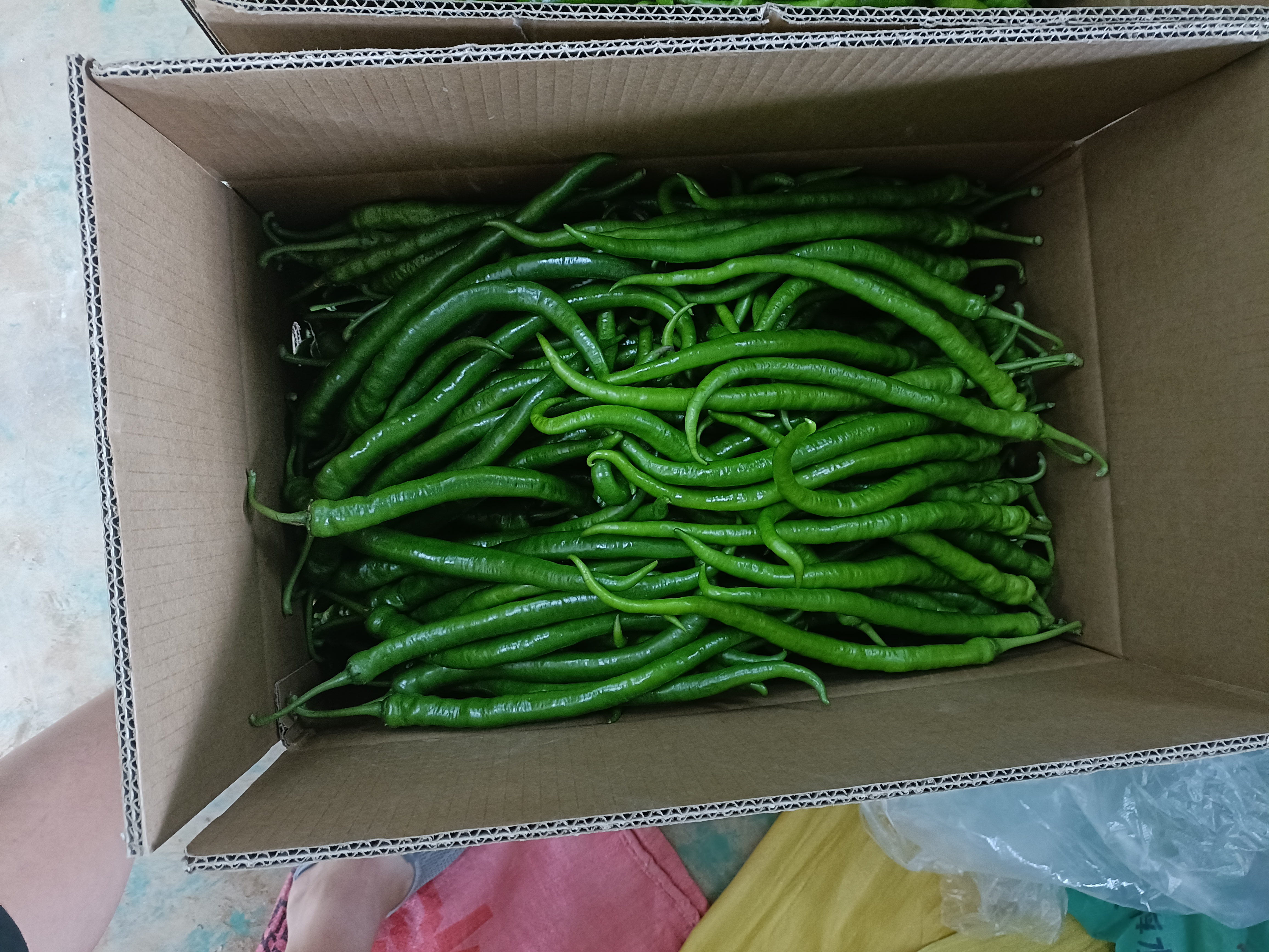 新鲜胡椒被整齐摆放在冷冻托盘中,准备进入冰箱冷冻层 冷冻胡椒储存过程