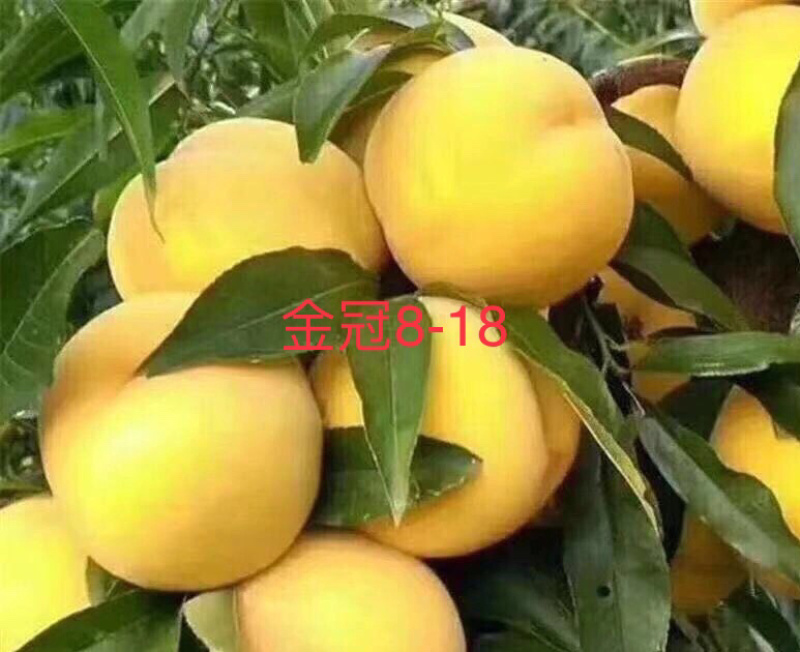 黄桃83，罐5，金冠8-18，黄金冠等罐头专用黄桃成熟了