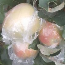 华硕苹果自家种植，地头走货，。