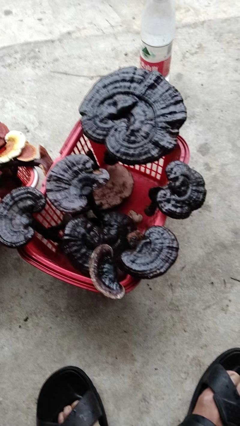 灵芝正宗野生假一赔十