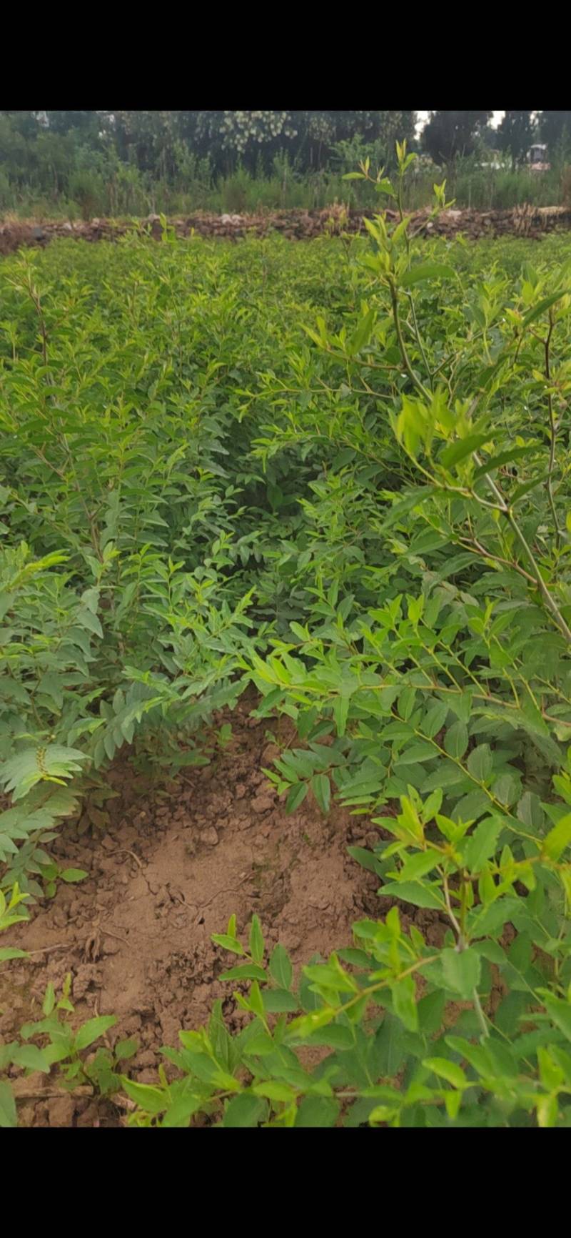 酸枣苗，大量有货，一手资源产地直发
