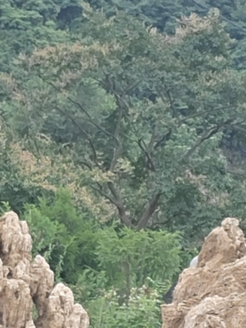 几拾年的老紫薇树，二十四五公分的树干，要的老板联系