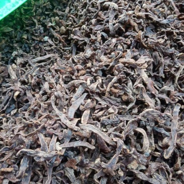 含量高骨碎补