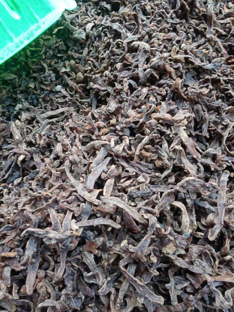 含量高骨碎补