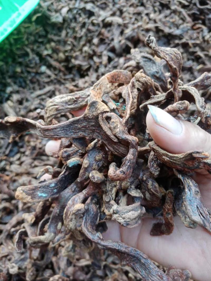 含量高骨碎补