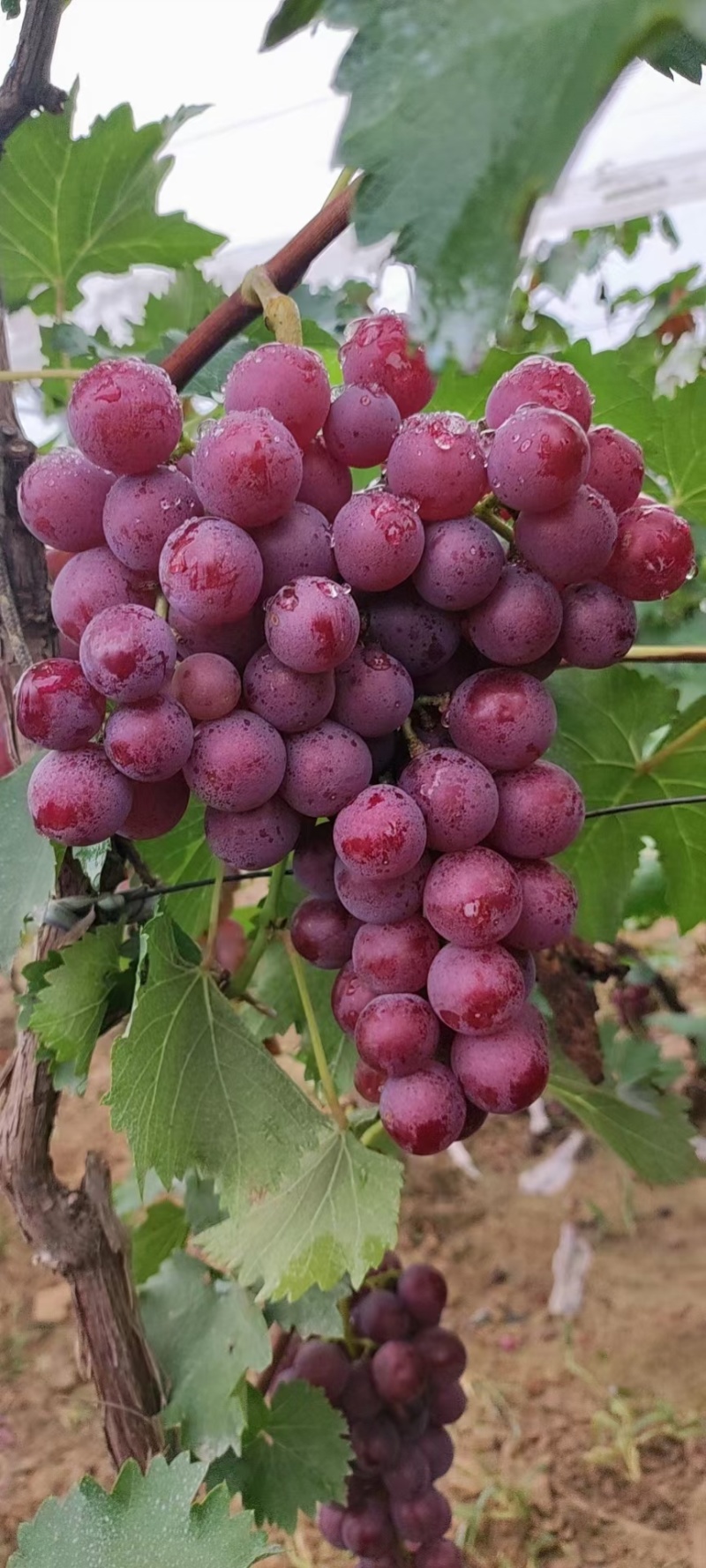 巨峰葡萄