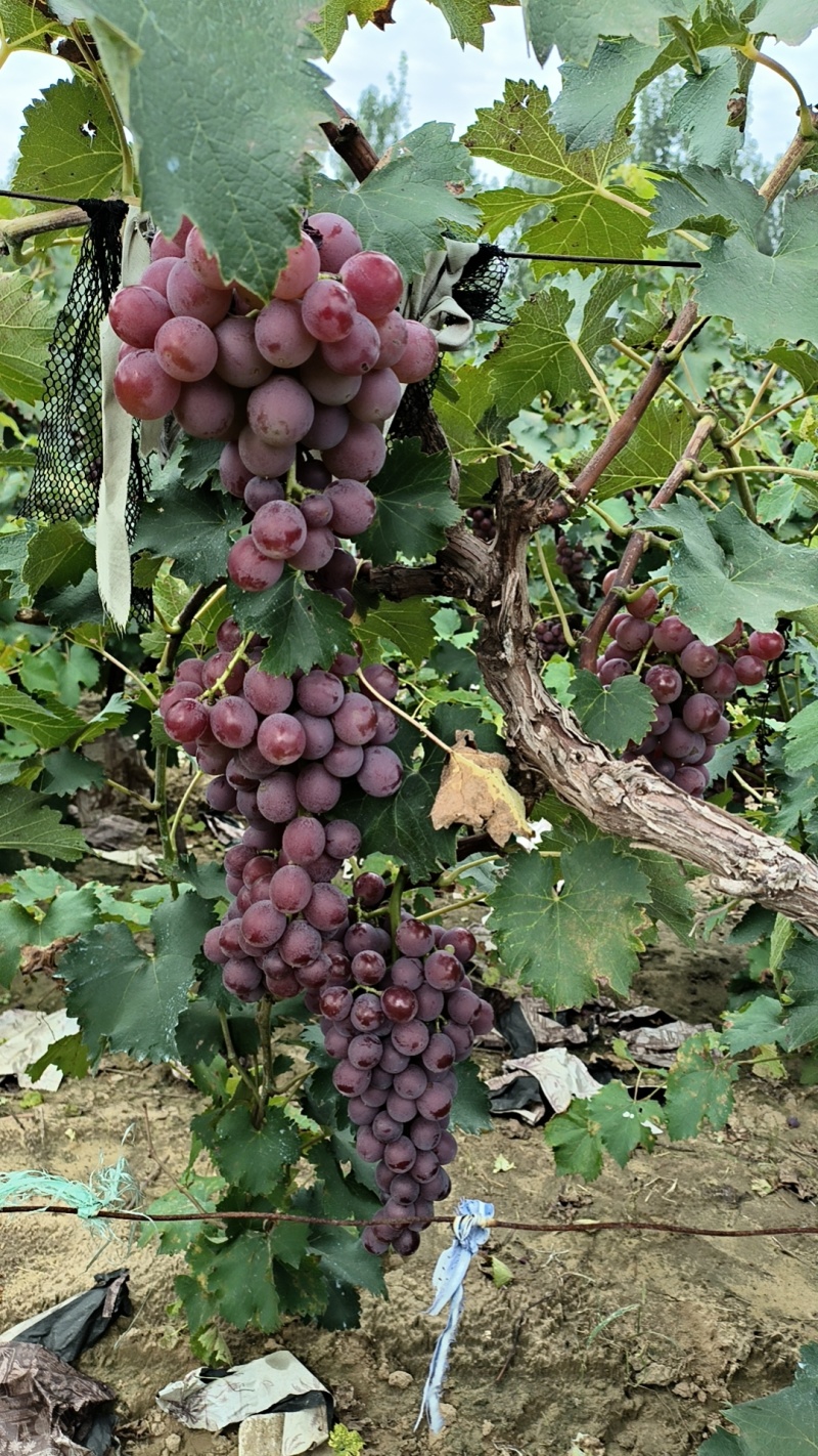 巨峰葡萄