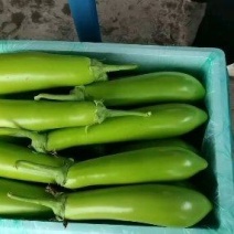 【精品】山东临沂兰陵县茄子，线茄，烧烤茄，绿茄子，产地货源