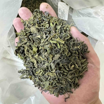 日照绿茶、量大从优，酒店商业用茶