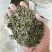 日照绿茶、量大从优，酒店商业用茶