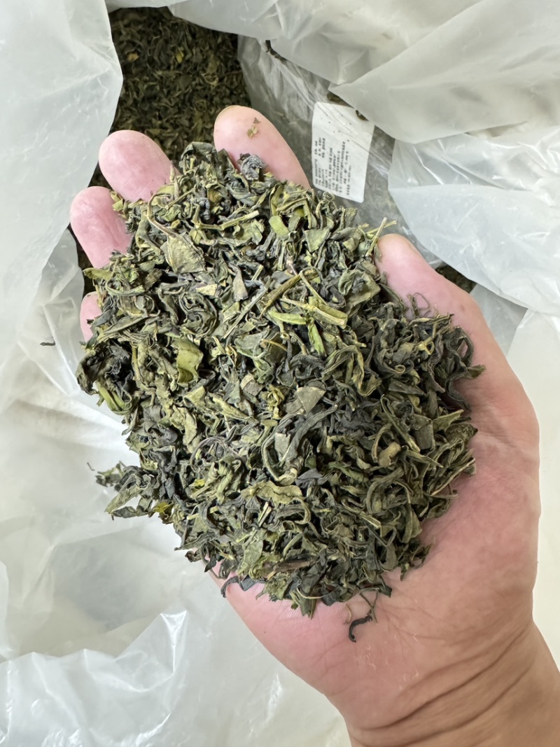 日照绿茶、量大从优，酒店商业用茶