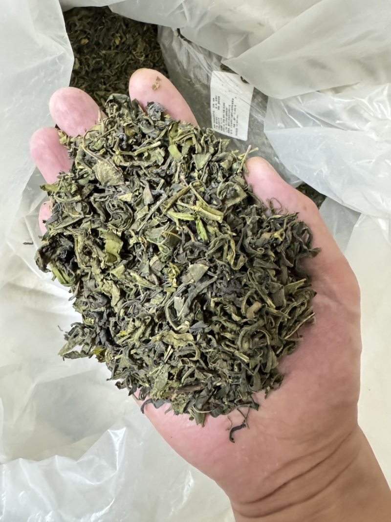 日照绿茶、量大从优，酒店商业用茶