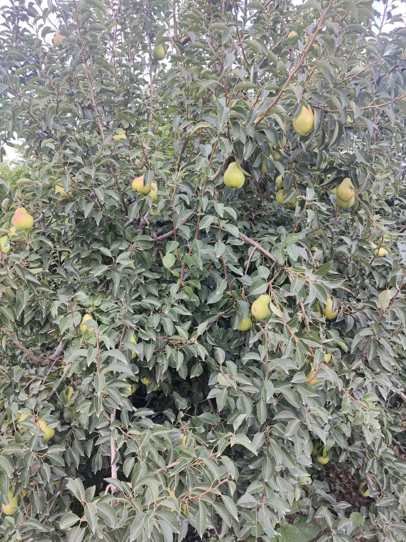 葫芦梨，老头梨，西洋梨，面梨