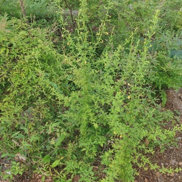 刘寄奴（野芝麻）