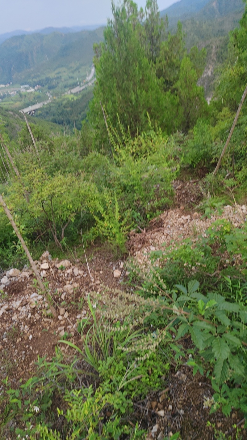 刘寄奴（野芝麻）