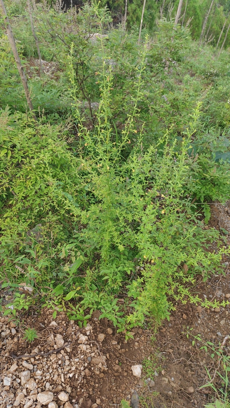 刘寄奴（野芝麻）