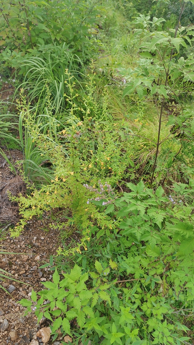 刘寄奴（野芝麻）