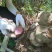 野生薯莨月血母血葫芦现采鲜货批发够年份大红肉