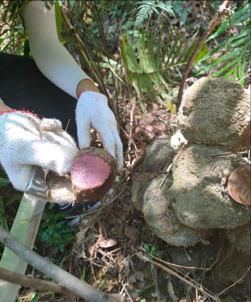 野生薯莨月血母血葫芦现采鲜货批发够年份大红肉