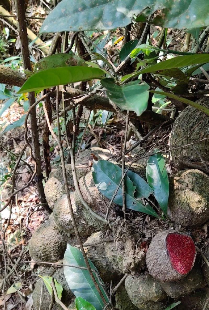 野生薯莨月血母血葫芦现采鲜货批发够年份大红肉