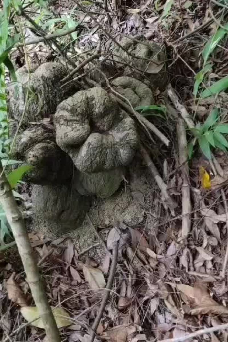 野生薯莨月血母血葫芦现采鲜货批发够年份大红肉