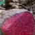 野生薯莨月血母血葫芦现采鲜货批发够年份大红肉