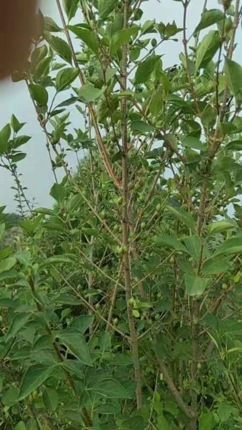 种植连翘山西高平