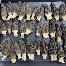 羊肚菌，羊肚菌干货，头茬羊肚菌菌菇，产地直发，精品保证