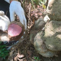 野生薯莨月血母血葫芦现采鲜货批发够年份大红肉