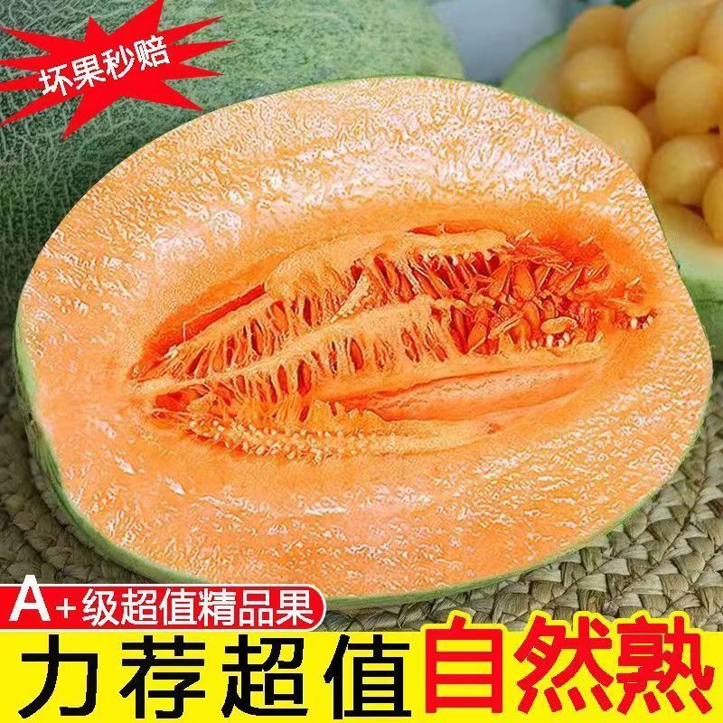 新鲜哈密瓜山东爆甜西州密25号新鲜蜜瓜孕妇水果脆甜