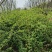 蔷薇花价格，泰安蔷薇花基地，蔷薇花苗批发视频看货