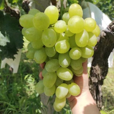 蒲城青提葡萄大量上市中…质量好，货源充足