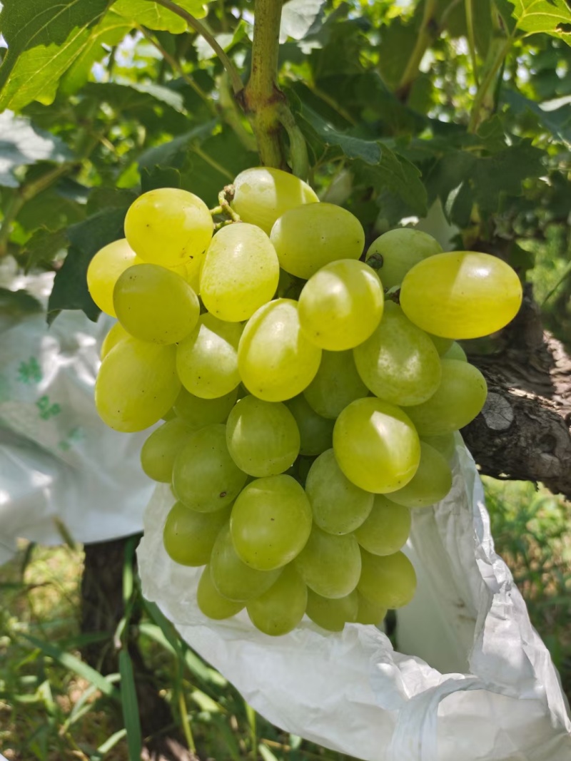 蒲城青提葡萄大量上市中…质量好，货源充足