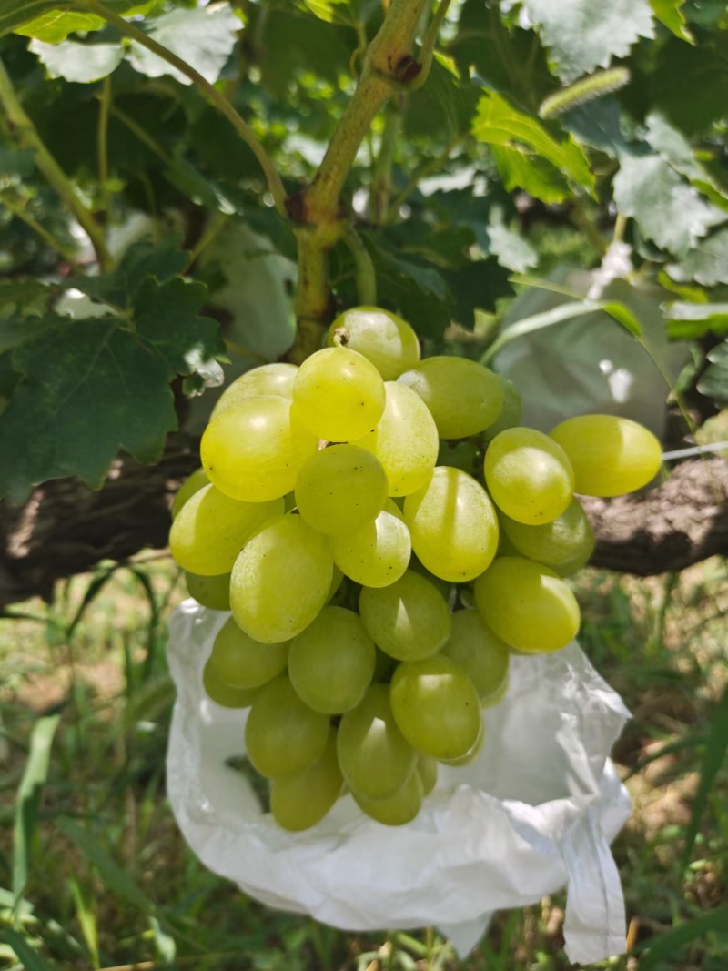 蒲城青提葡萄大量上市中…质量好，货源充足