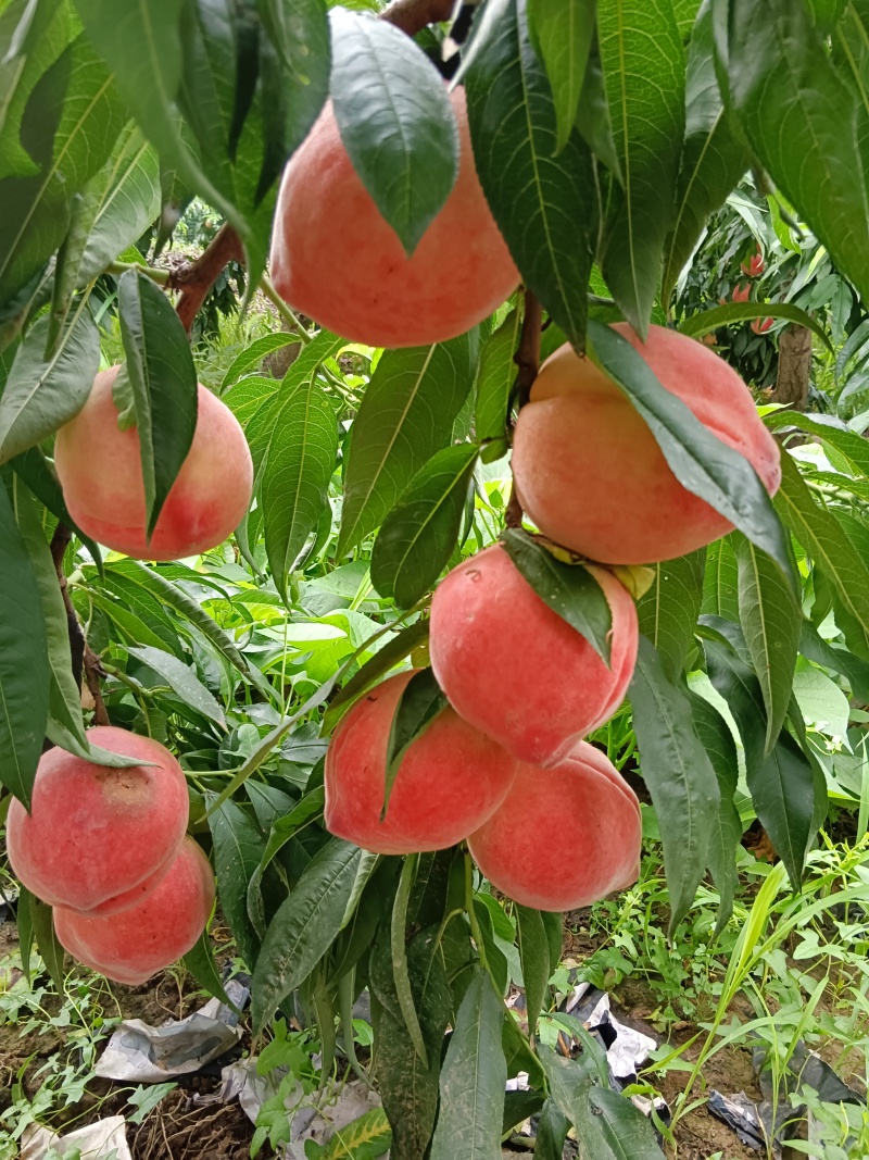 纸袋京八，