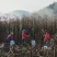 优质两年生白芷种子