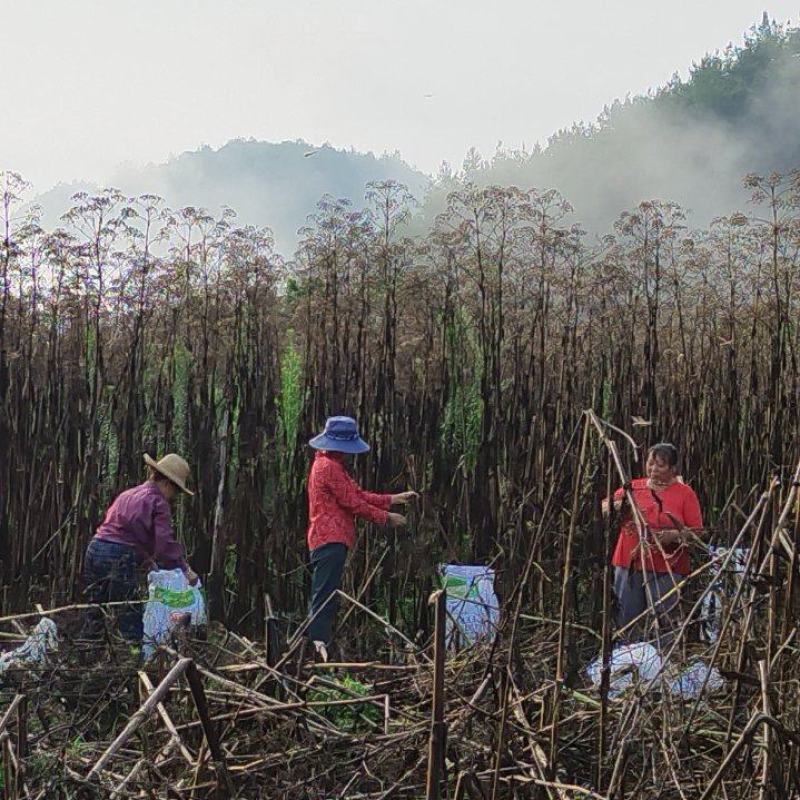 优质两年生白芷种子