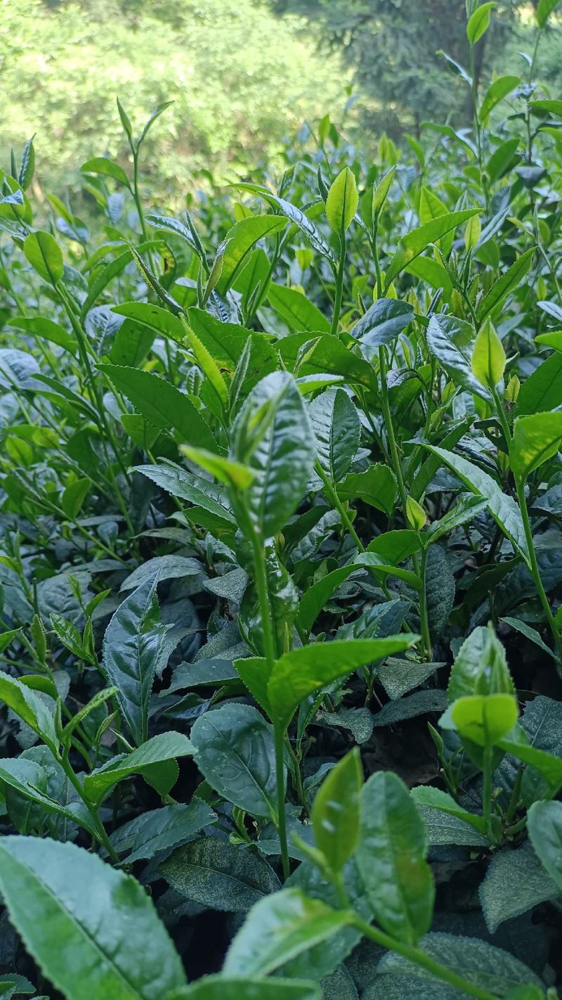 武当高山绿茶