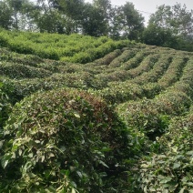 武当高山绿茶