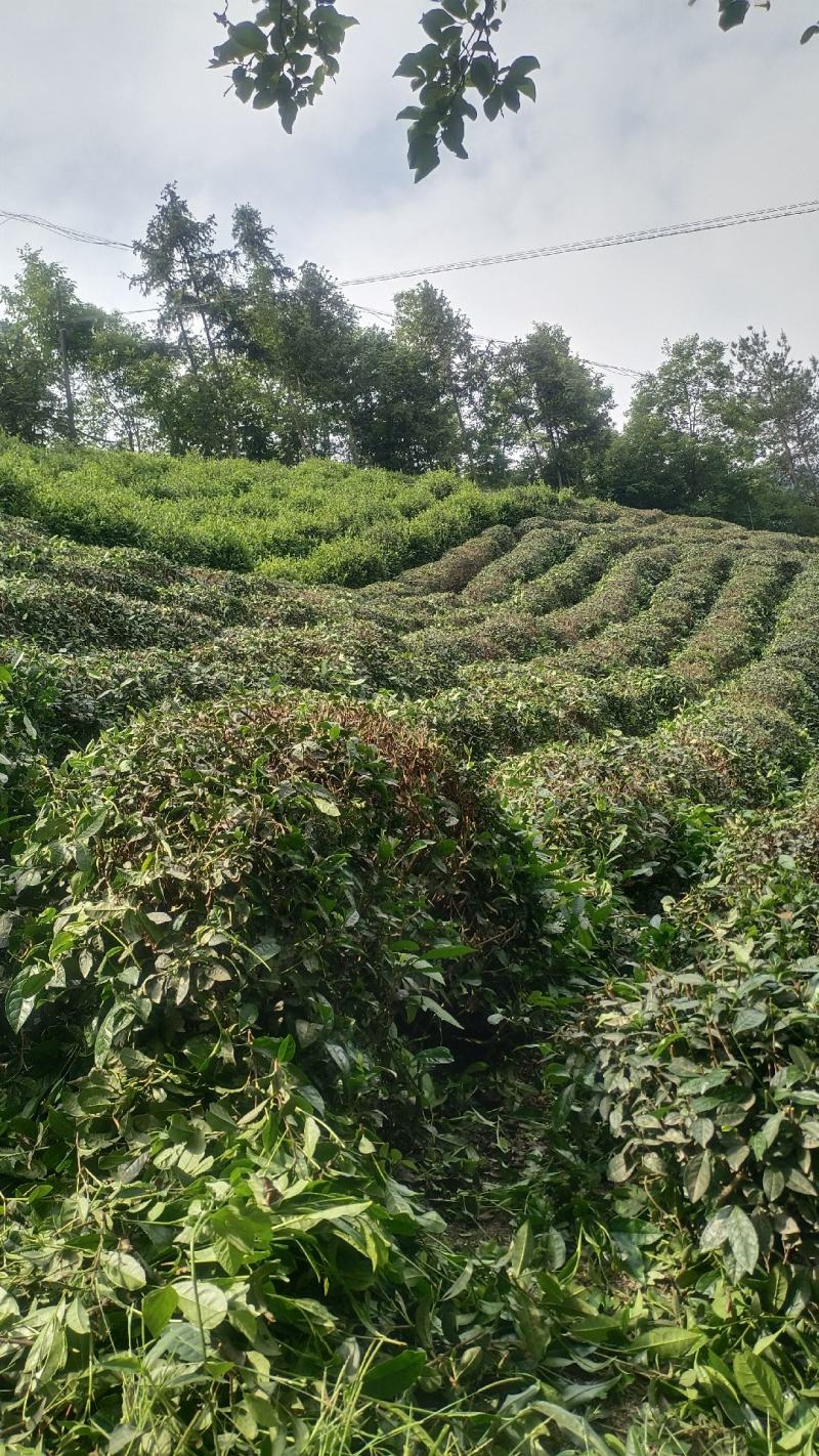 武当高山绿茶