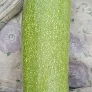 精品西葫芦