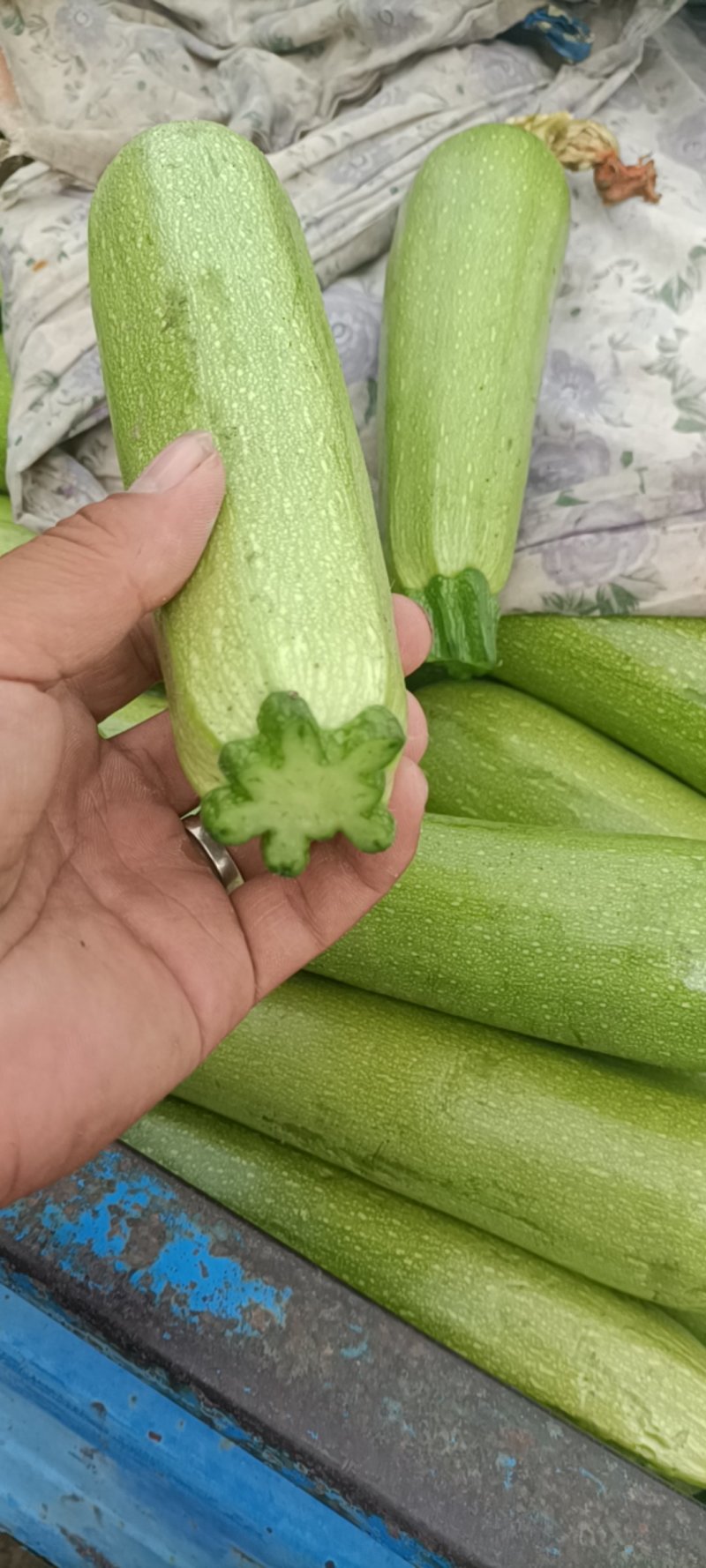精品西葫芦
